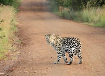 Ubuntu下，MySQL密码遗失时修改密码